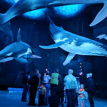 IMG-20251126-WA0056