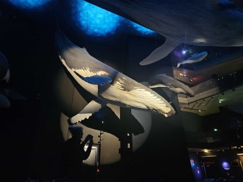 Messenger_creation_F2B23911-29FD-421D-B11D-133BEEF1E571.jpeg